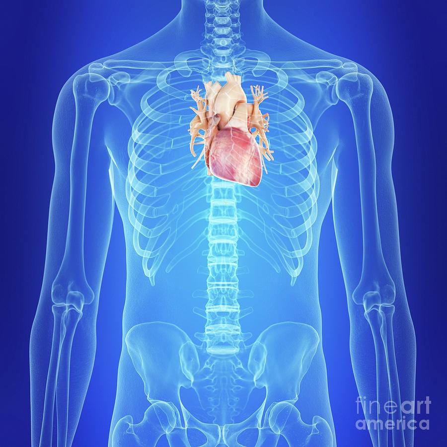 Skeleton Photograph - Illustration Of The Human Heart #5 by Sebastian Kaulitzki/science Photo Library