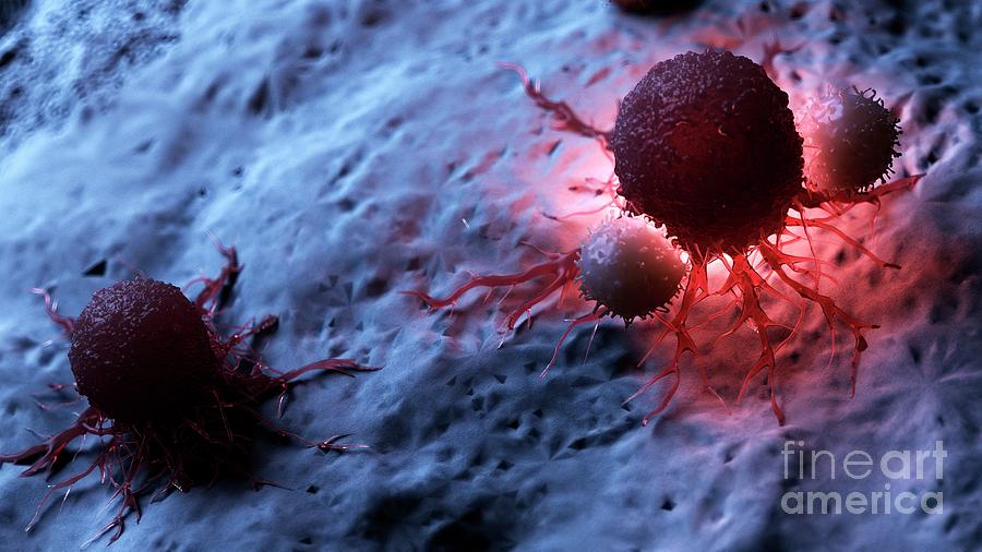 Illustration Of White Blood Cells Attacking A Cancer Cell #5 Photograph by Sebastian Kaulitzki/science Photo Library