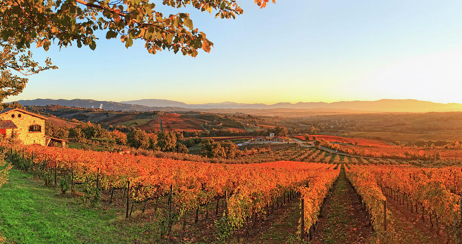 Italy, Umbria, Perugia District, Sagrantino Wine Road, Autumnal Vineyards Near Montefalco #5 Digital Art by Maurizio Rellini