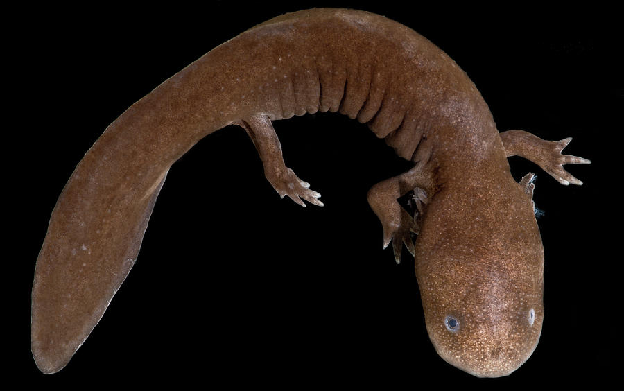 Japanese Giant Salamander Andrias #5 Photograph by Dante Fenolio