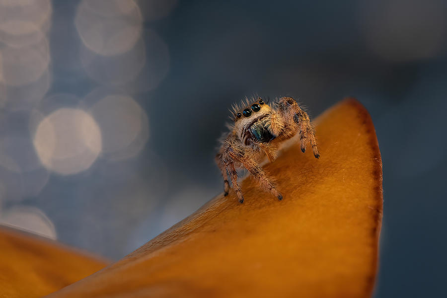 Jumping Spider #5 Photograph by Ivy Deng