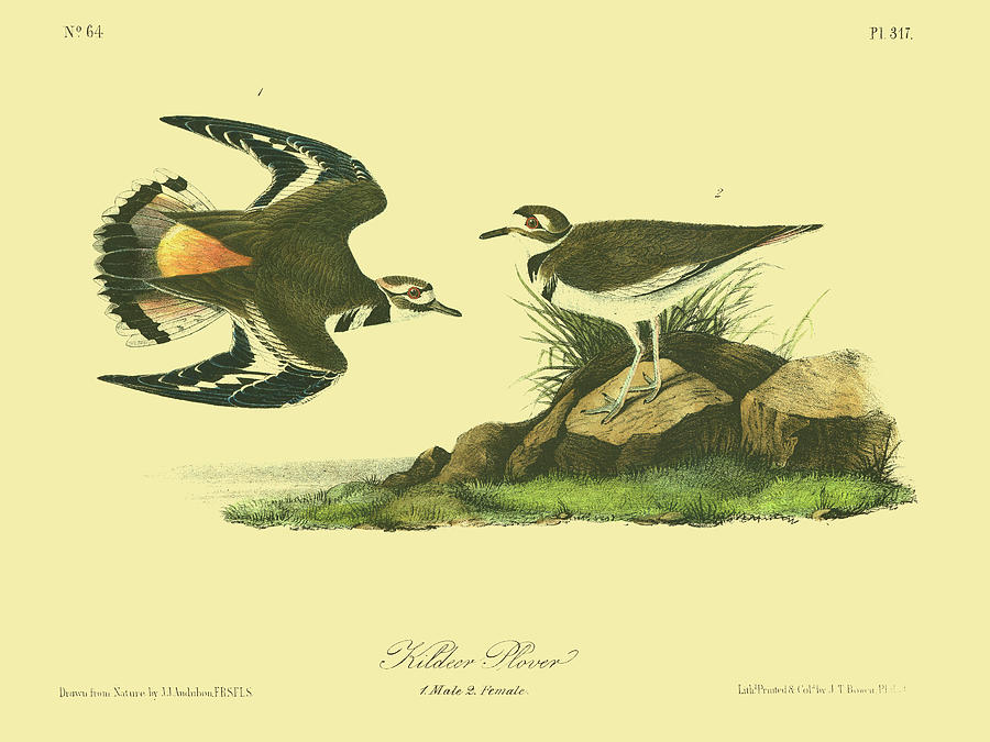 Bird Painting - Kildeer Plover #5 by John James Audubon