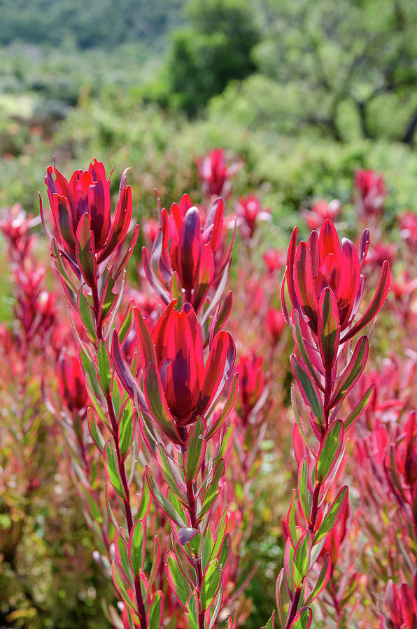 Kirstenbosch National Botanical Garden #5 Photograph by Rob Huntley