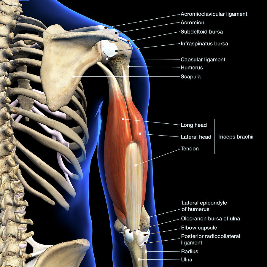 Labeled Anatomy Chart Of Male Triceps #5 Photograph by Hank Grebe