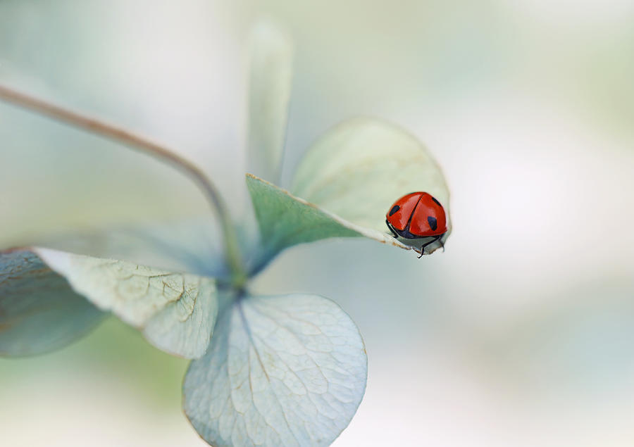 Ladybug Photograph - Ladybird On Hydrangea.... #5 by Ellen Van Deelen