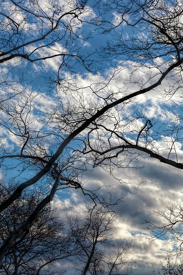 Late Afternoon Clouds Sky and Trees #5 Photograph by Robert Ullmann