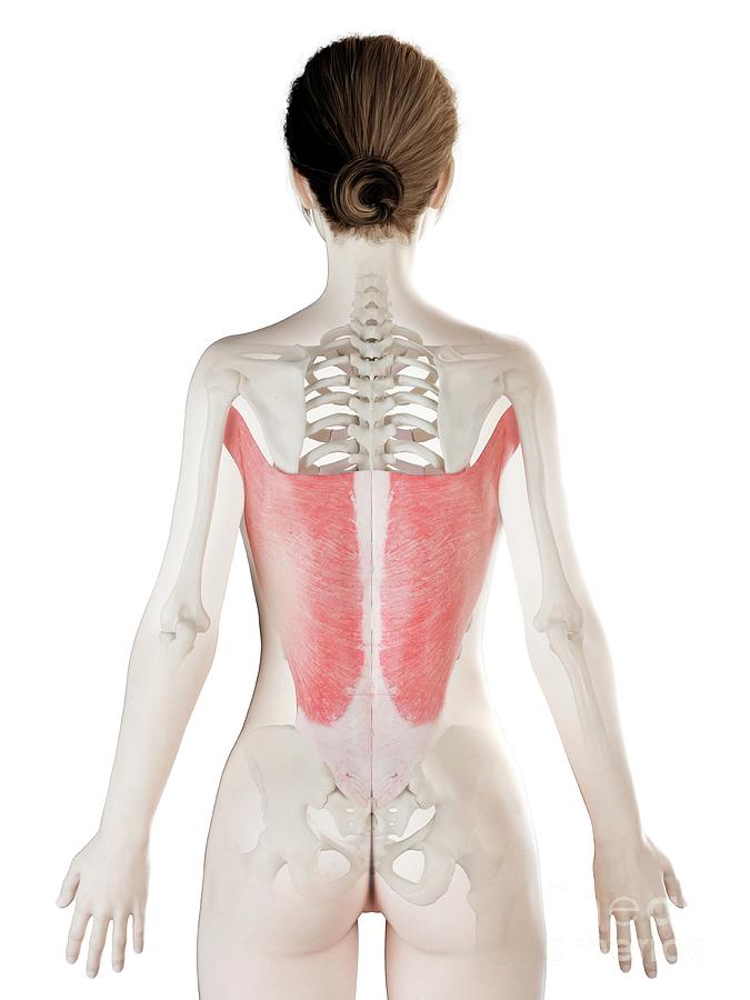 Latissimus Dorsi Muscle #5 by Sebastian Kaulitzki/science Photo Library
