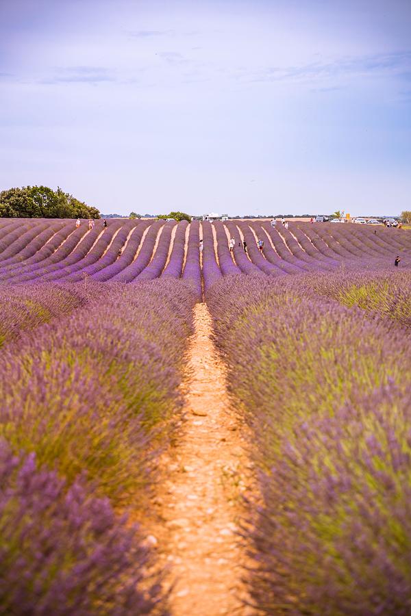 Nature Photograph - Lavender Field In The Summer. Lavender #5 by Levente Bodo