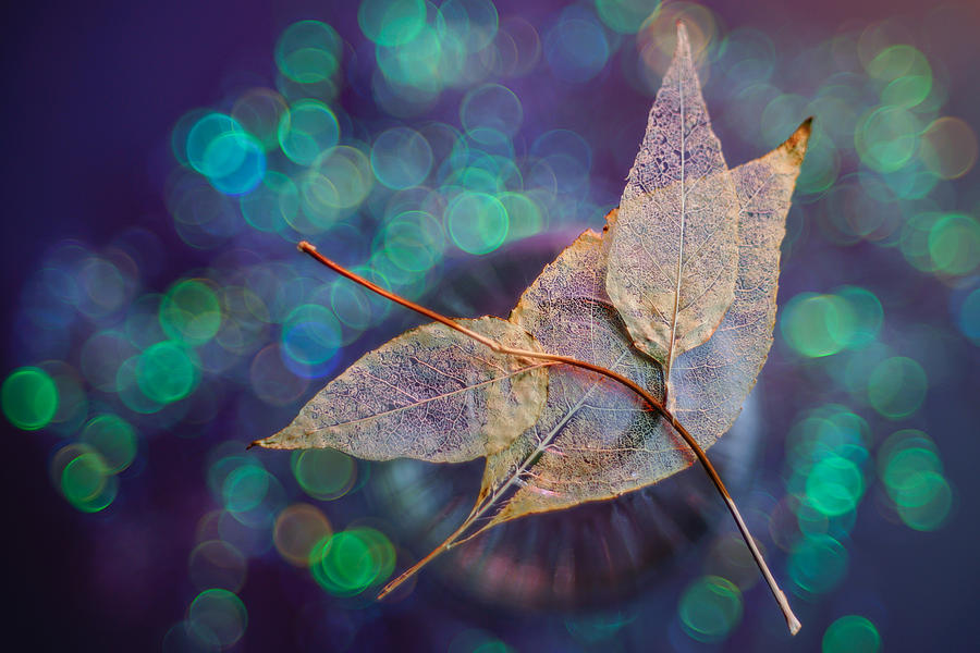 Leaf #5 Photograph by Shihya Kowatari