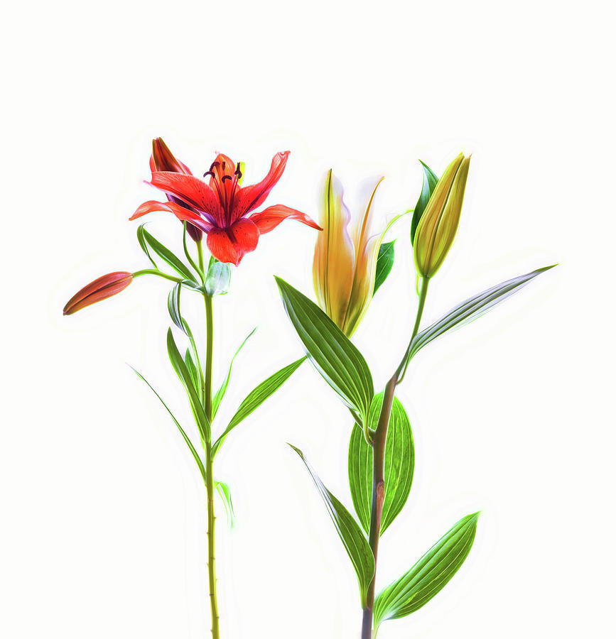 Lilies On A White Background #5 Photograph by Panoramic Images