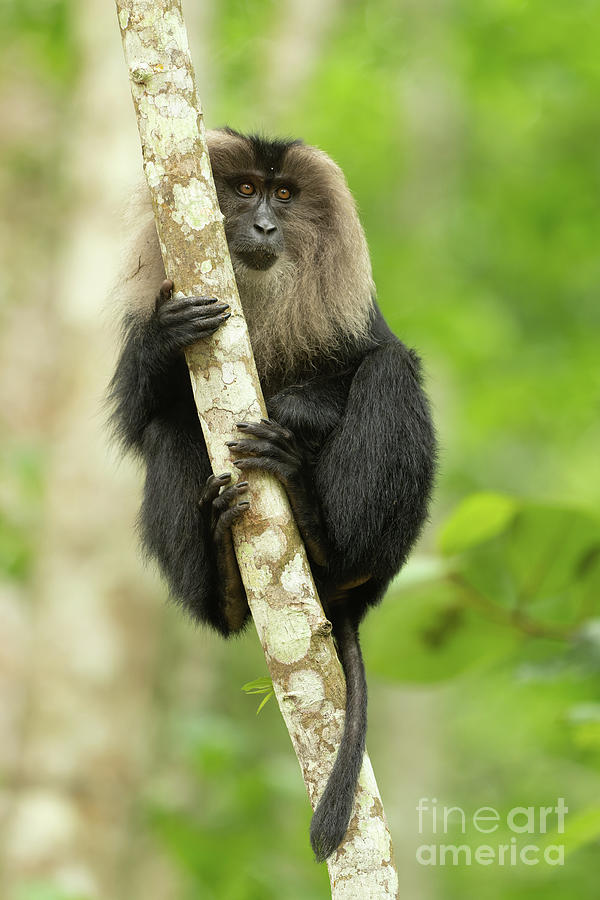 Lion Tailed Macaque Photograph by Dr P. Marazzi/science Photo Library ...