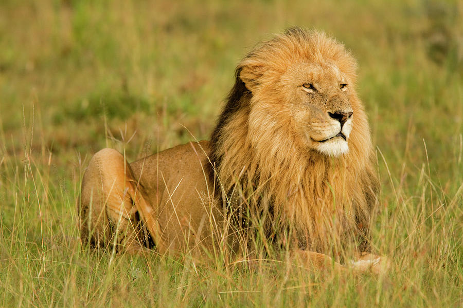 Lions Keep An Eye Over Their Masai #5 Photograph by Carl D. Walsh