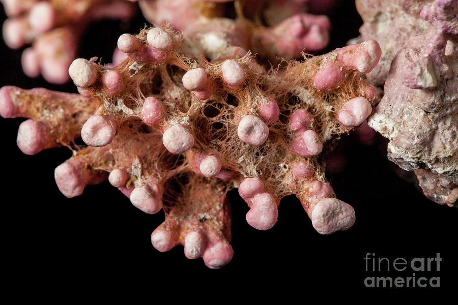 Lithothamnion Red Alga Specimen Photograph by Natural History Museum ...