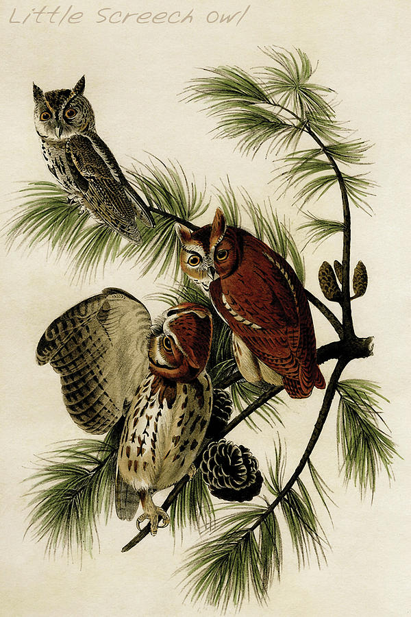 Little Screech Owl #5 Painting by John James  Audubon