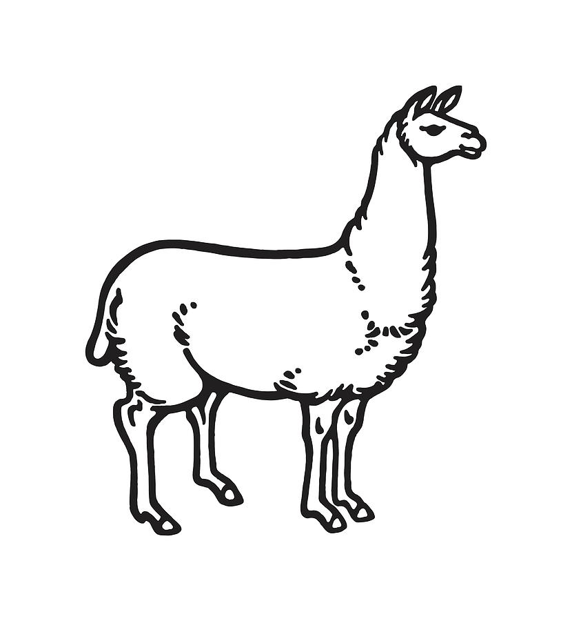 How to Draw the Llama