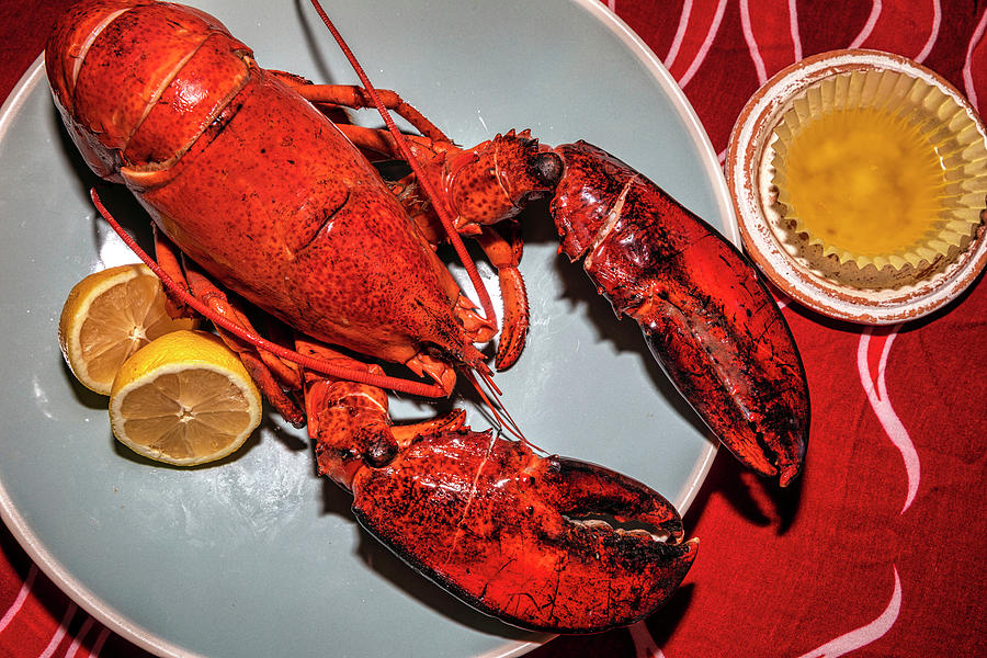 Lobster Dish, Maine #5 Digital Art by Claudia Uripos
