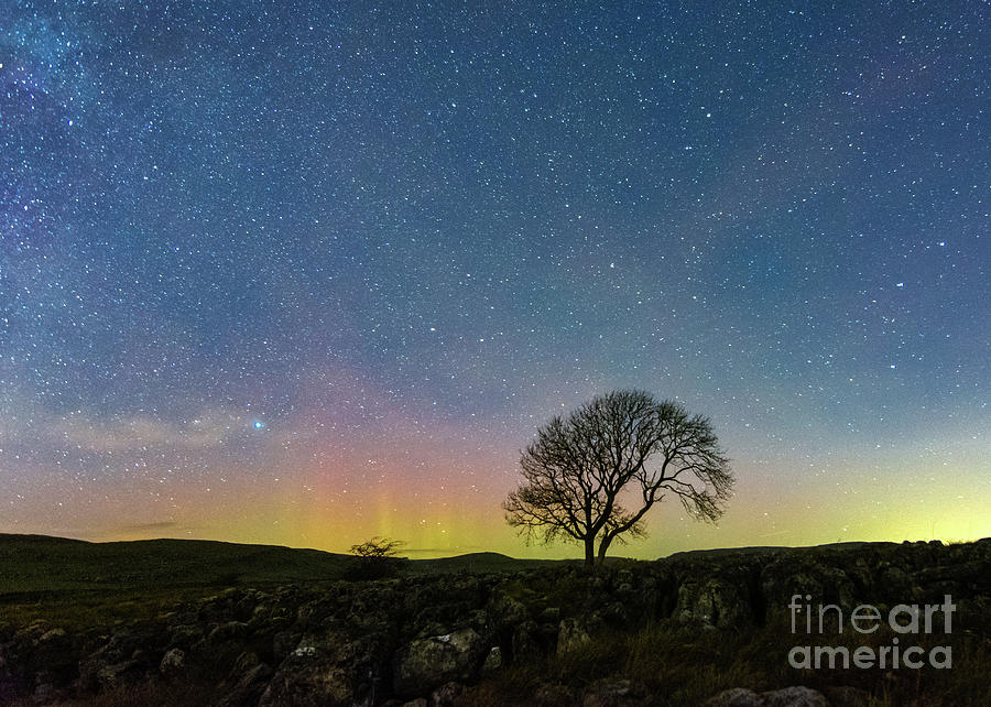 Lonely Tree In Malham Photograph