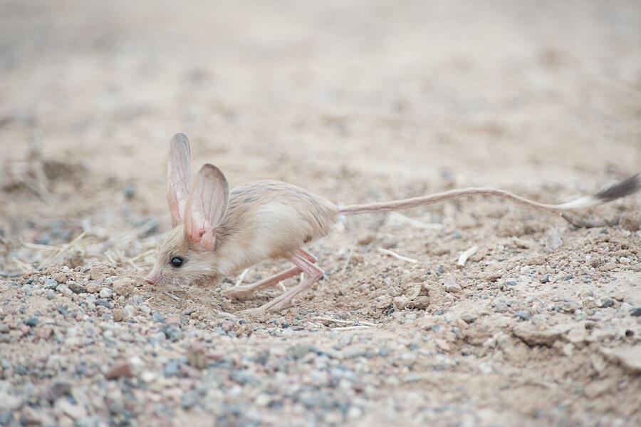 Long-eared Jerboa South Gobi Desert, Mongolia. June. Did #5 Photograph ...