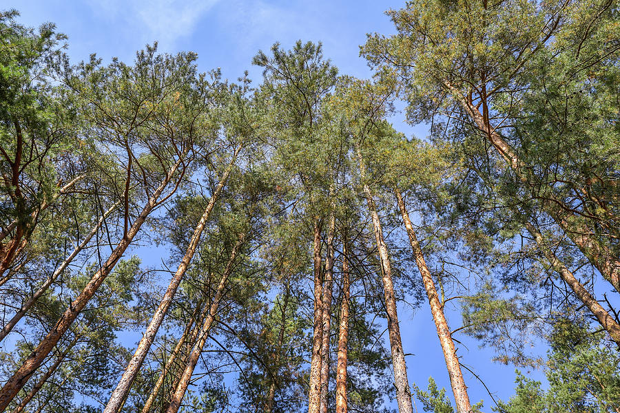 Looking up to Forest - Green Tree branches Photograph by Robert Chlopas ...