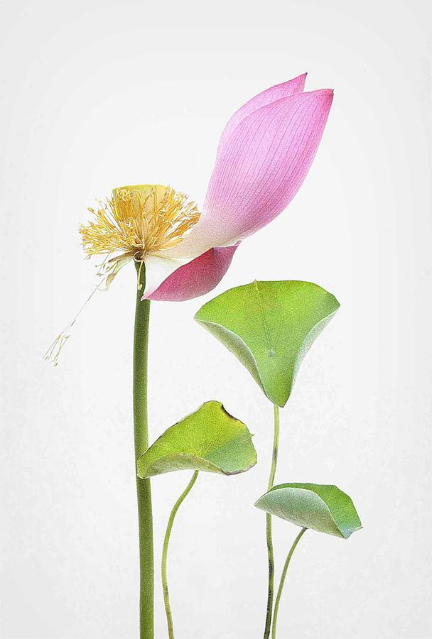 Still Life Photograph - Lotus Rhyme #5 by Fangping Zhou