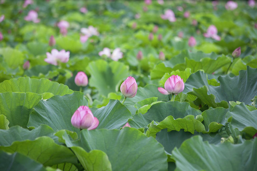 Lotus With Pink Flowers #5 Photograph by Martina Schindler