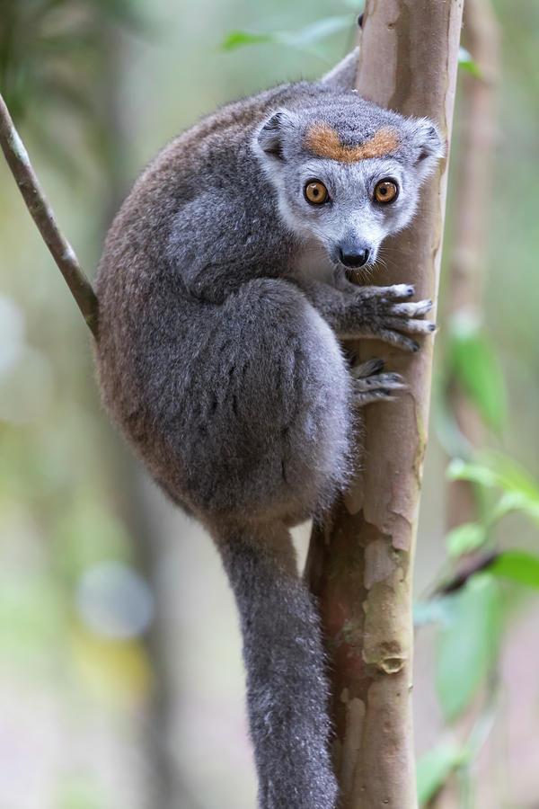 Wildlife Photograph - Madagascar, Akaninny Nofy Reserve #5 by Ellen Goff