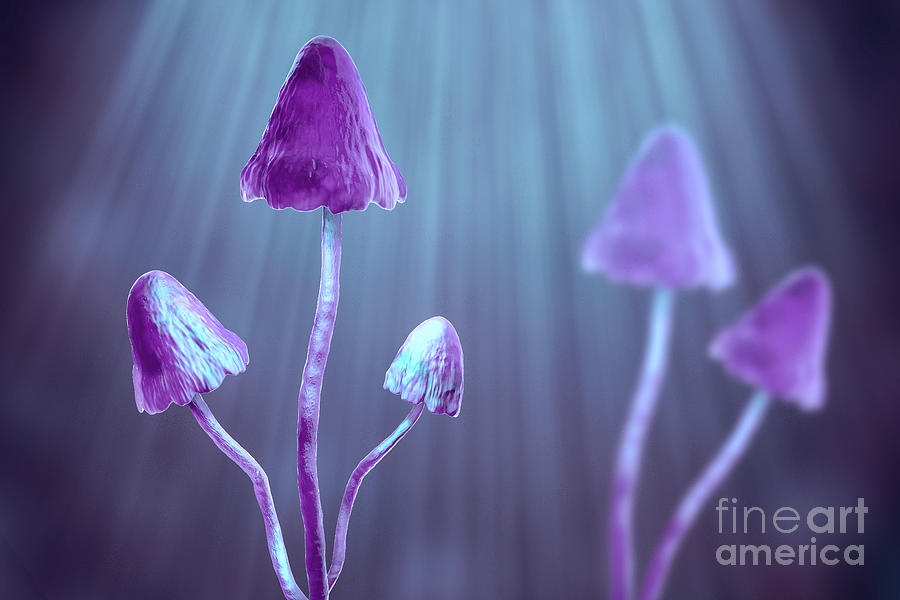 Magic Mushrooms #5 Photograph by Science Photo Library Magic Mushrooms #5 Photograph by Science Photo Library