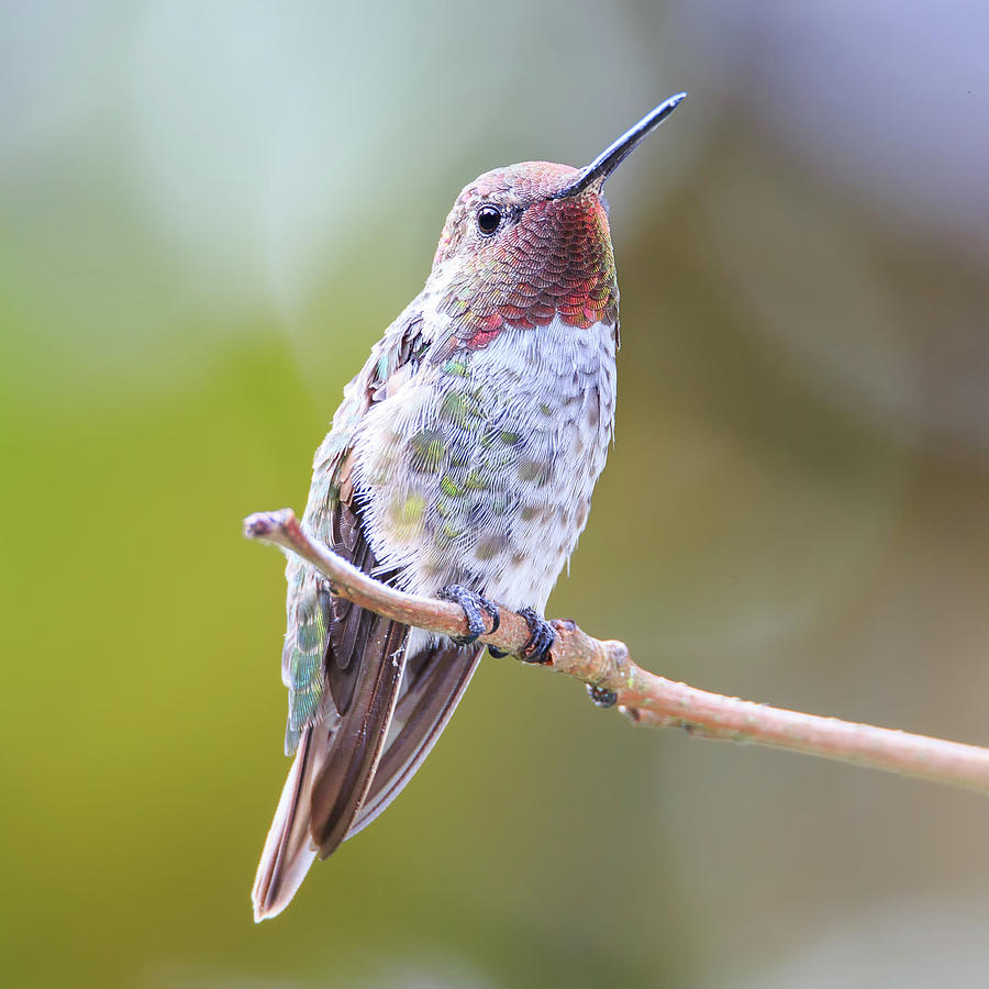 Male Annas Hummingbird #5 Photograph by Briand Sanderson