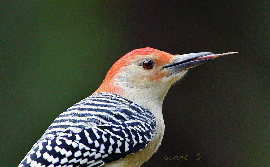 Male Red-bellied Woodpecker #5 Photograph by Diane Giurco