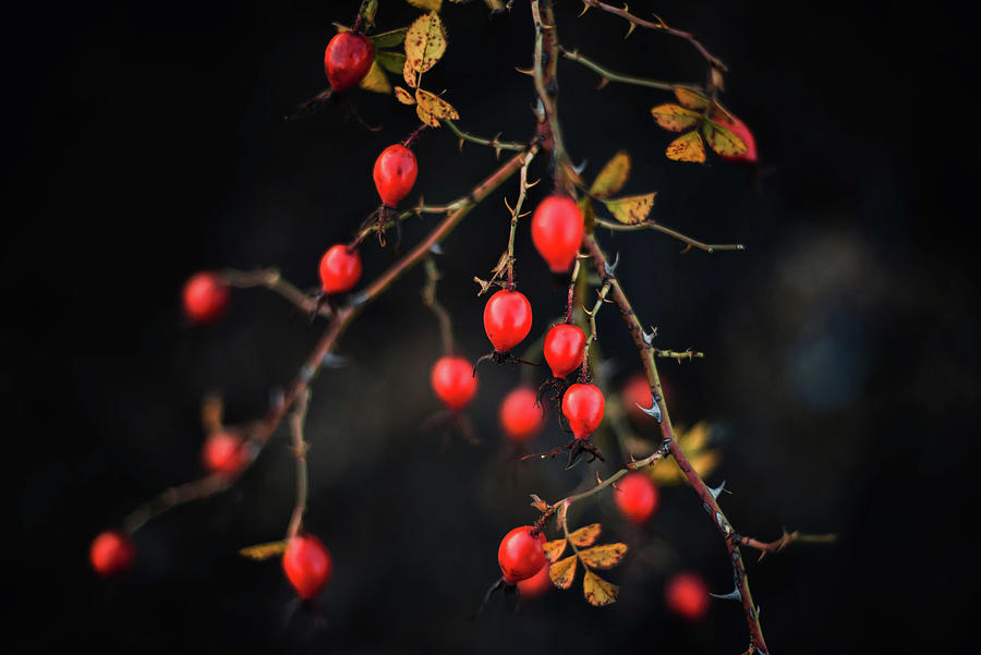 Nature Photograph - Many Red Ripe Berries On Thin Tree Or Bush Branches In Forest #5 by Cavan Images