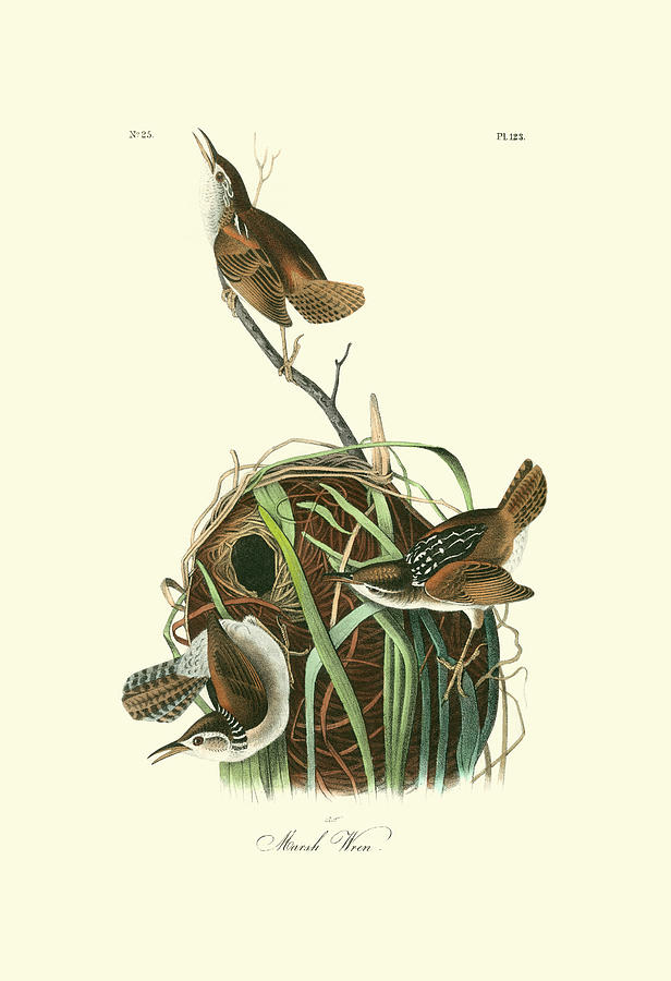 Vintage Painting - Marsh Wren #5 by John James Audubon