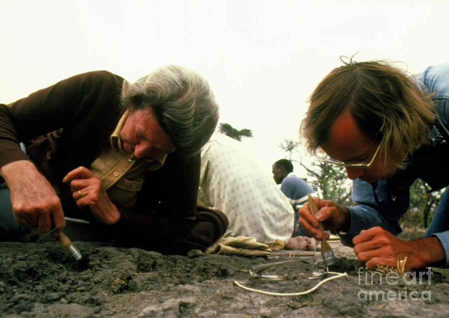 Portrait Photograph - Mary Leakey On Site At Laetoli #5 by John Reader/science Photo Library