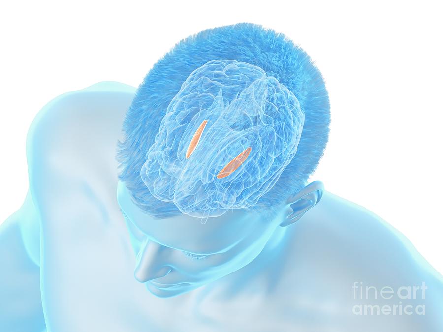 3d Photograph - Medial Globus Pallidus Of The Brain #5 by Sebastian Kaulitzki/science Photo Library