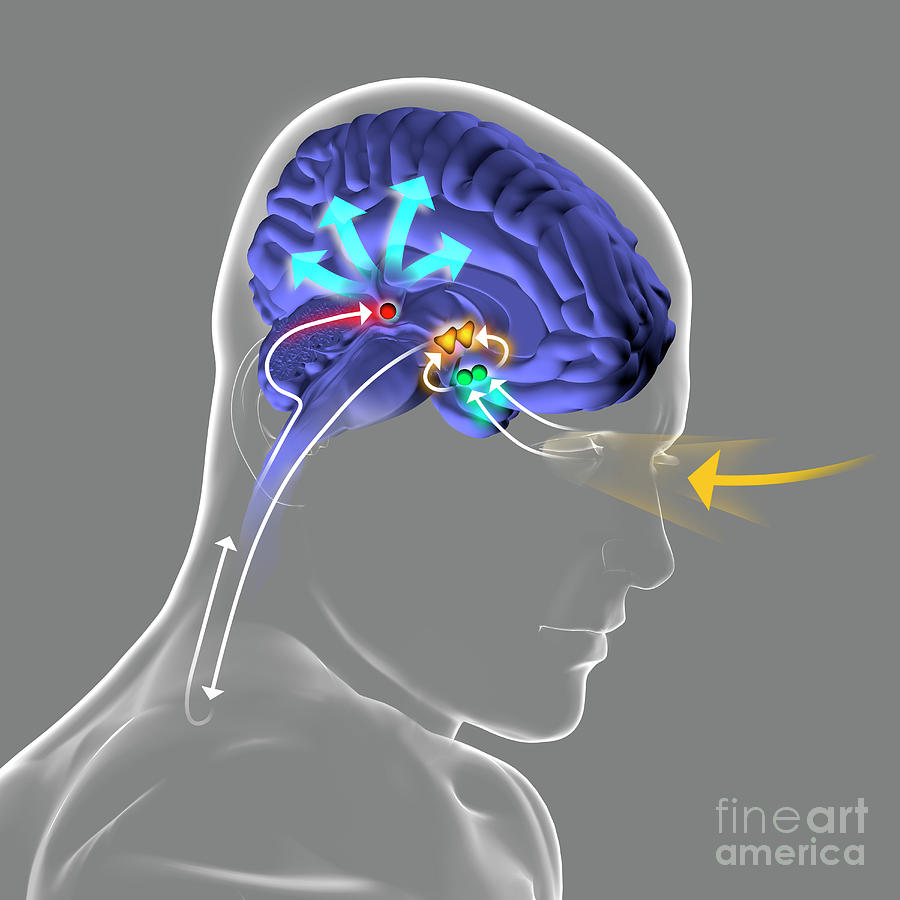 Melatonin Secretion Photograph by Fernando Da Cunha/science Photo