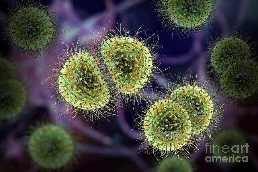 Meningitis Bacteria Photograph By Kateryna Konscience Photo Library Pixels 3505