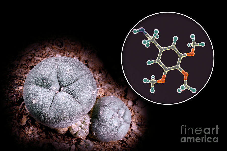 Mescaline Molecule And Peyote Cactus Photograph by Kateryna Kon/science ...