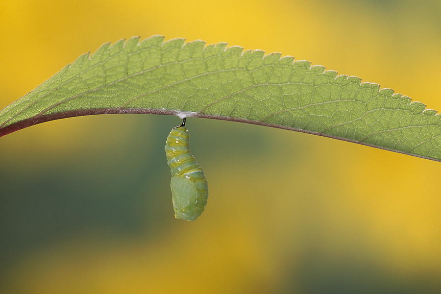 Monarch Butterfly #5 Photograph By Nhpa - Fine Art America