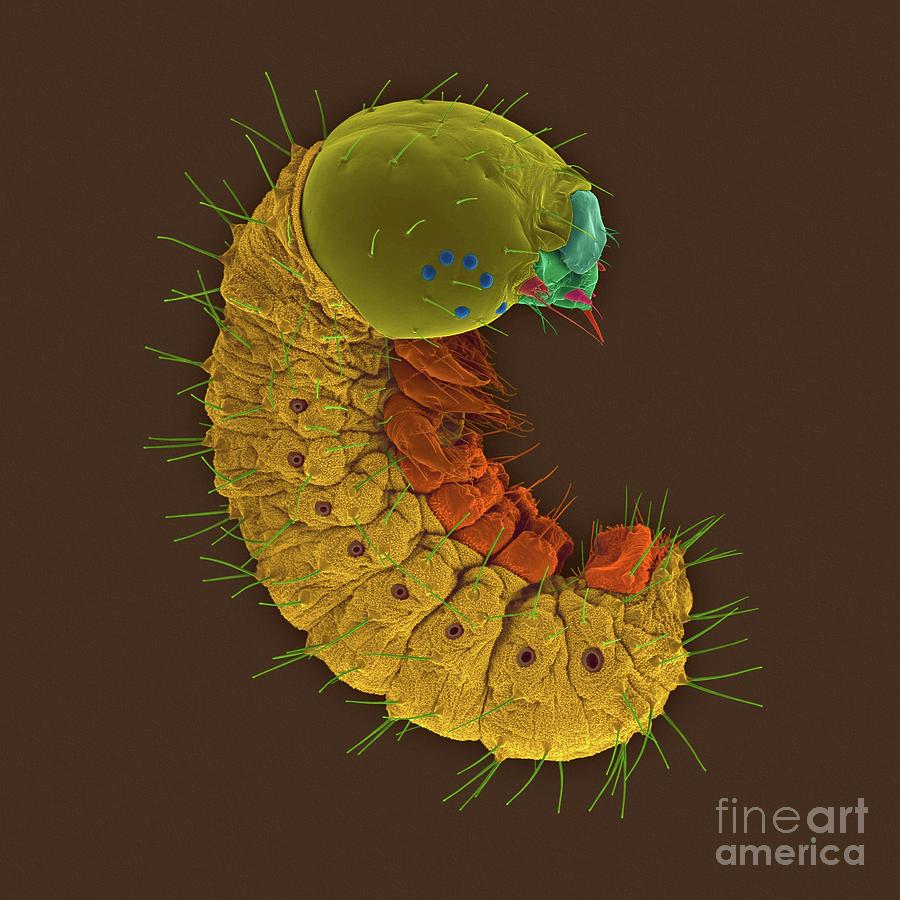Monarch Caterpillar #5 Photograph by Dennis Kunkel Microscopy/science Photo Library