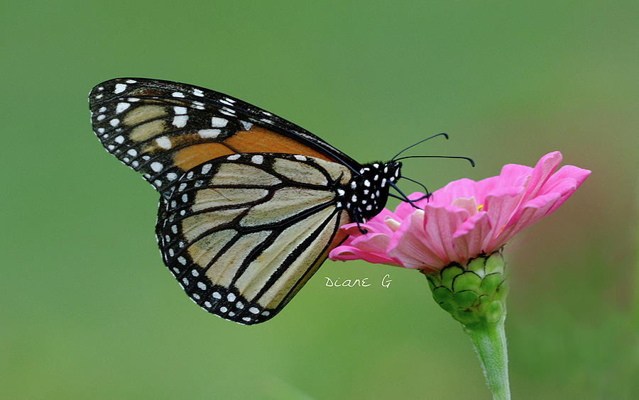 Butterfly Photograph - Monarch on Zinnia #5 by Diane Giurco