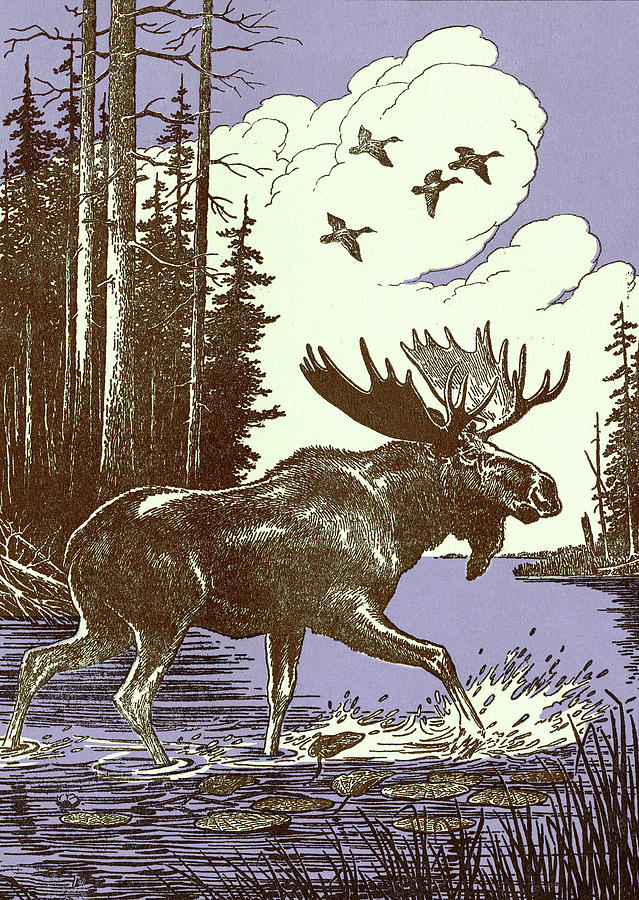 Duck Drawing - Moose #5 by CSA Images