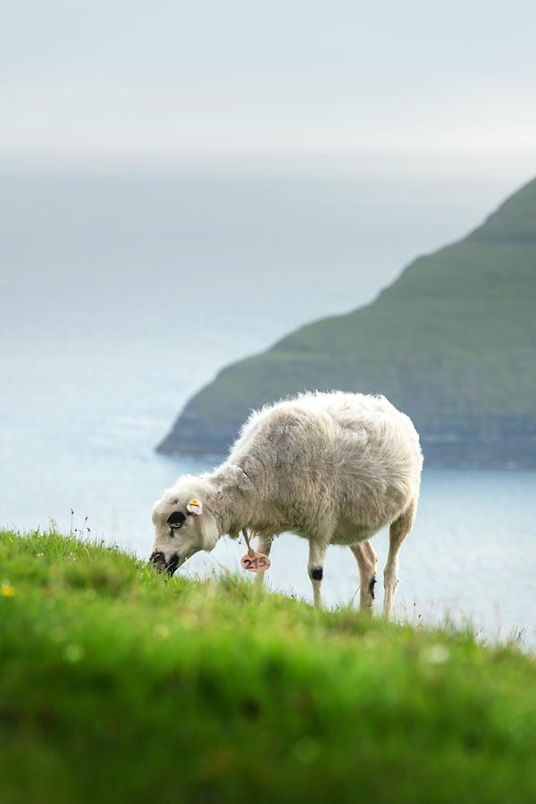 Sheep Photograph - Morning View On The Summer Faroe #5 by Ivan Kmit