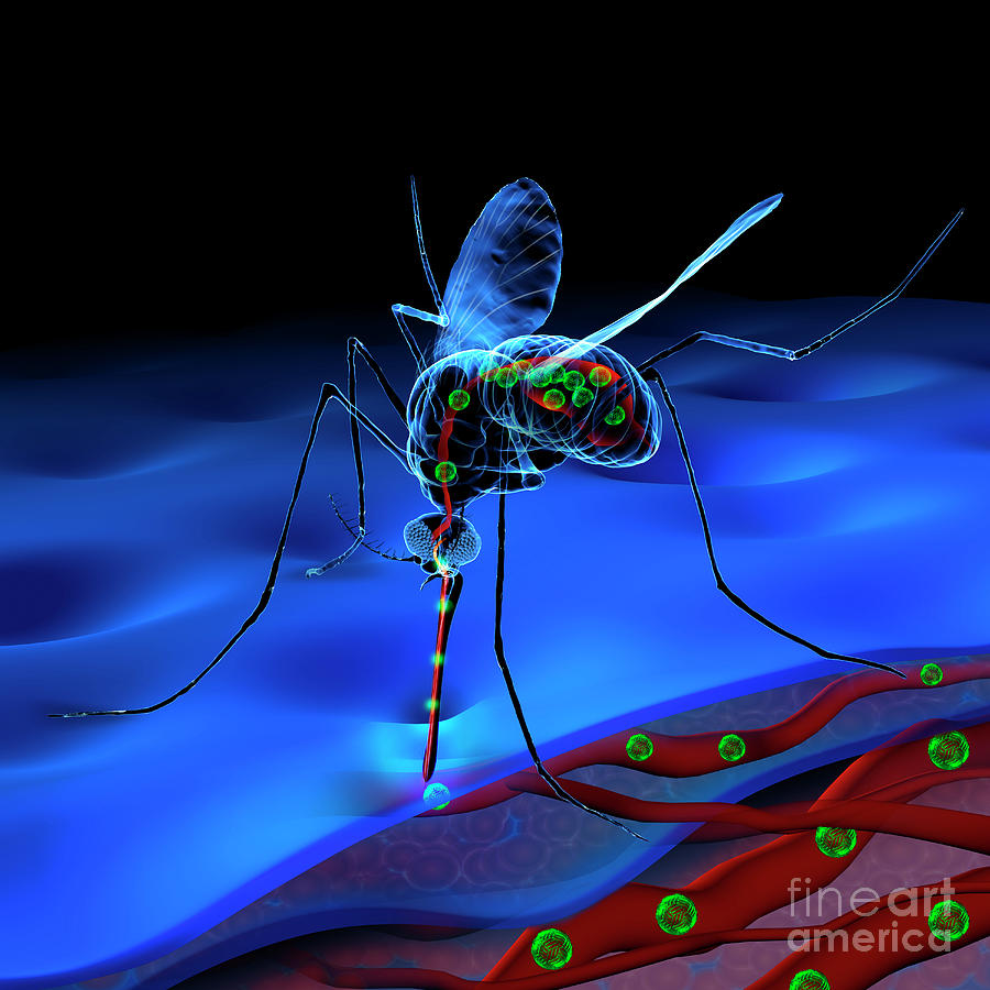 Mosquito Bite Photograph by Fernando Da Cunha/science Photo Library