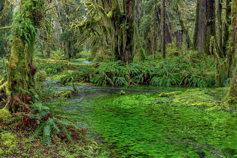 Mossy lush forest along the Maple Glade Trail in the 