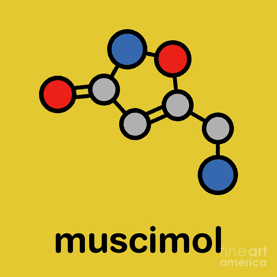 Mushroom Photograph - Muscimol Molecule #5 by Molekuul/science Photo Library