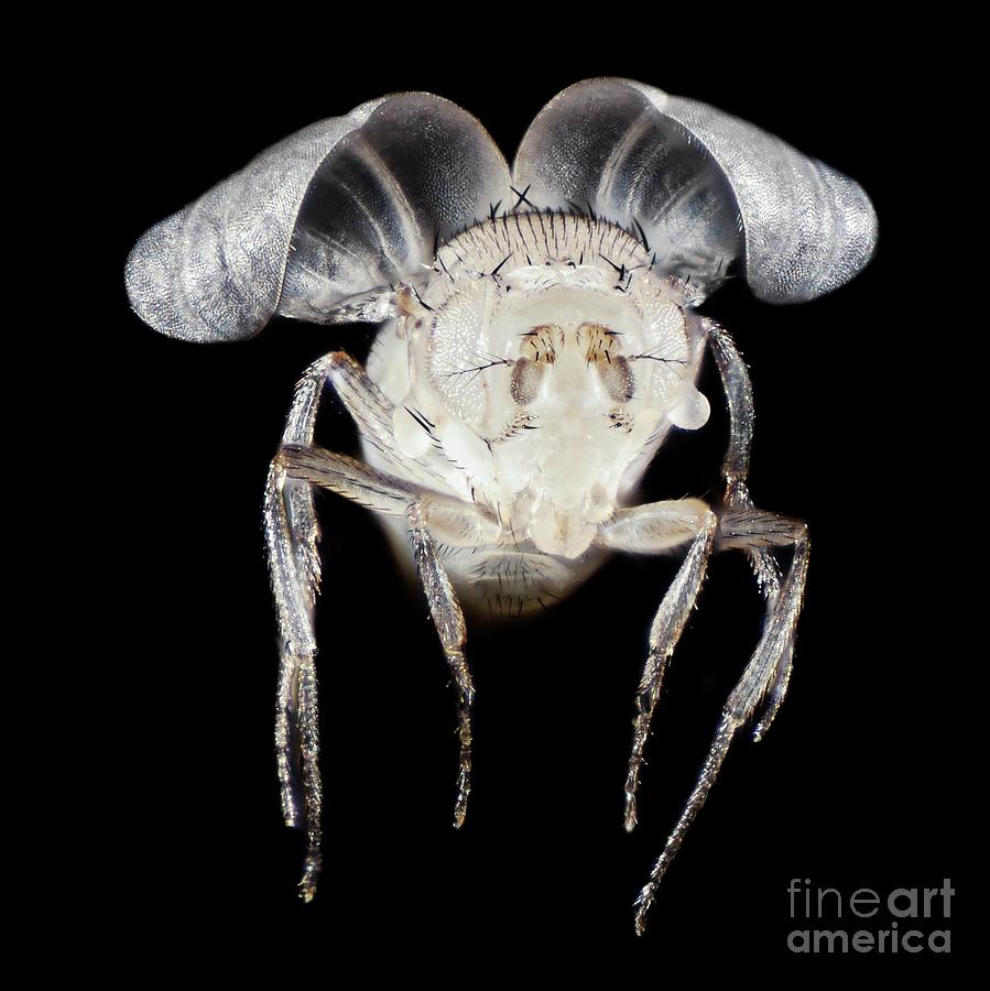 Mutant Fruit Fly #5 Photograph by Arcady Zakharov/science Photo Library