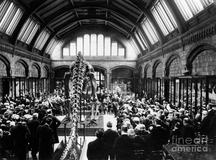 Natural History Museums Diplodocus #5 Photograph by Natural History Museum, London/science Photo Library