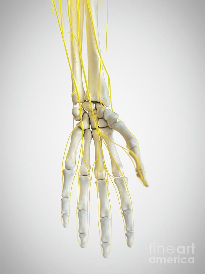 Nerves Of The Hand Photograph by Sebastian Kaulitzki/science Photo ...