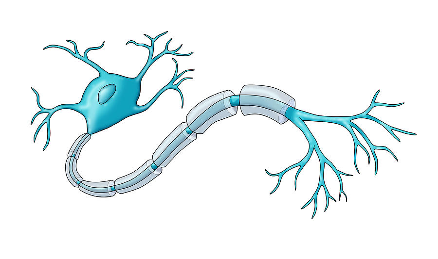 Anatomy Photograph - Neuron With Healthy Myelin Sheath #5 by Monica Schroeder