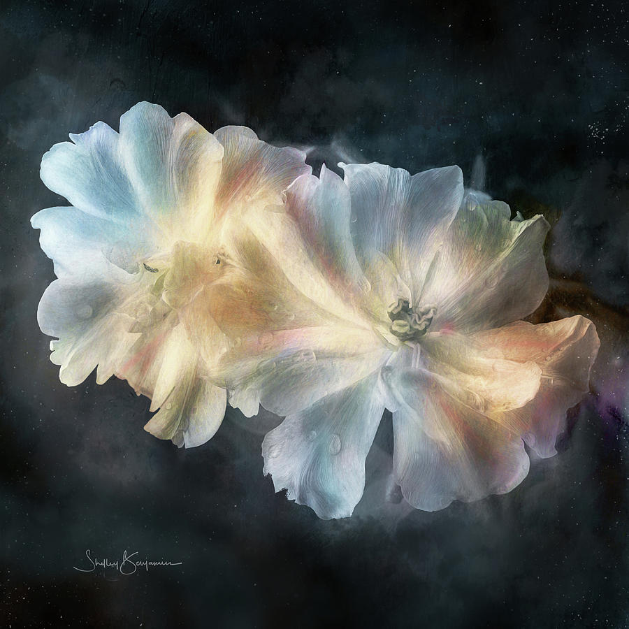 Flowers Digital Art - Early Morning by Shelley Benjamin