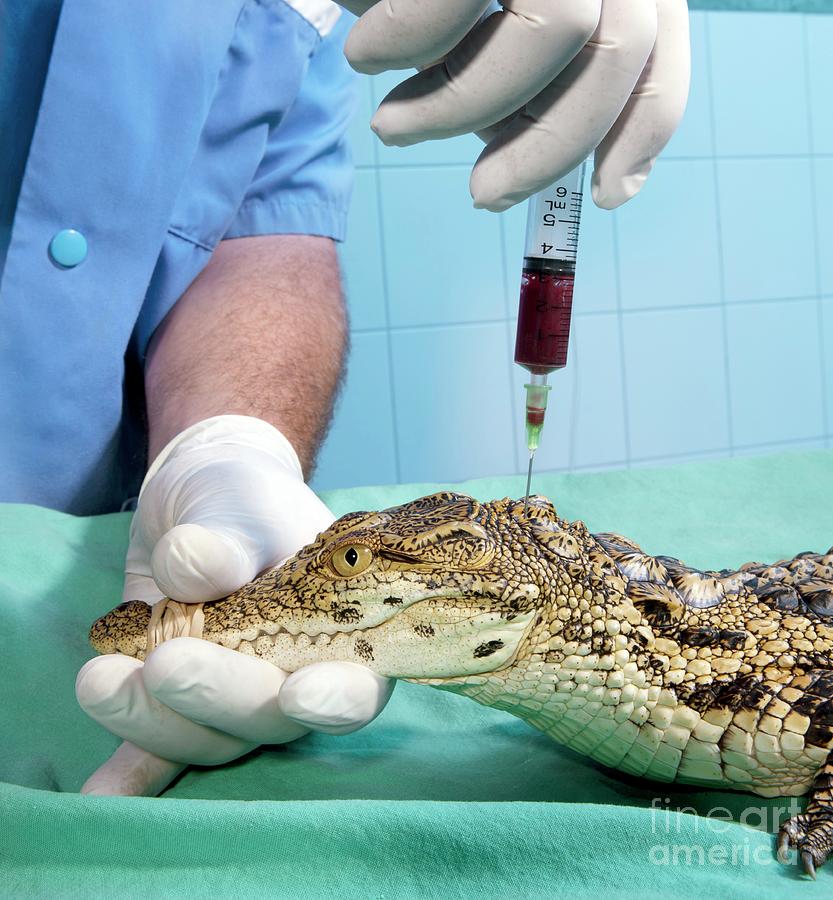 Nile Crocodile #5 Photograph by Pascal Goetgheluck/science Photo Library